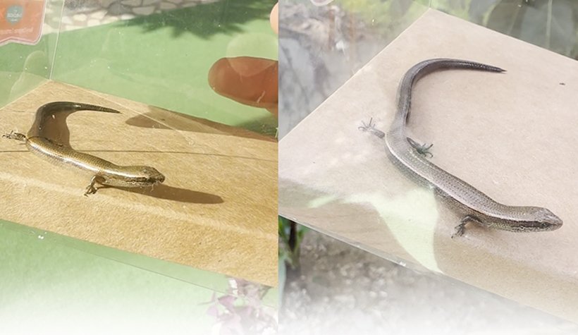 110 Milyon yıl önce nesli tükendiği sanılıyordu:  Alanya'da 4 Ayaklı Yılan Görüntülendi