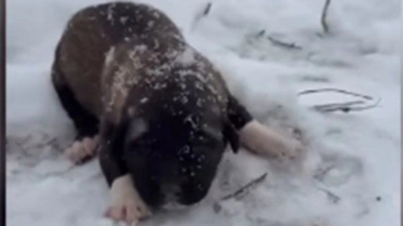 İşte Cumhuriyet Savcısı: Yavru Köpeğe acımayanlara acımadı