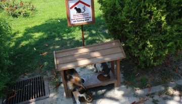 Alanya Sokaklarının Sıcak ve Güvenli Atmosferinin Simgesi: KEdi ve köpeklerimiz