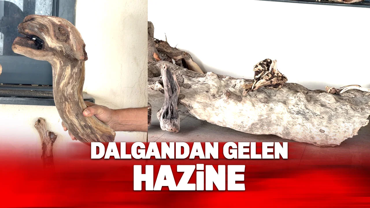 Alanya’da Denizden Gelen Hazine: Yakacak Diye Topladı, Sanat Eseri Çıktı!