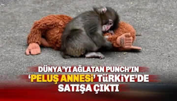 Yavru Maymun Punch Dünyayı Ağlattı: 'Peluş Annesi' Türkiye’de satışa çıktı