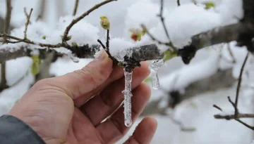 Zirai don tarımda fiyatları da dondurdu