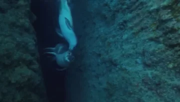 Gazipaşa’da Doğal Mirasa İhanet: Akdeniz Foklarının Yuvasında 'Turist' Skandalı!