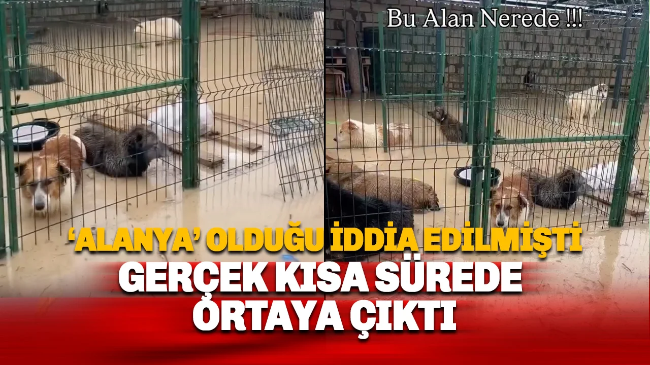 Alanya Demirtaş Barınağı İddiaları Asılsız Çıktı: İşte görüntülerin kaynağı