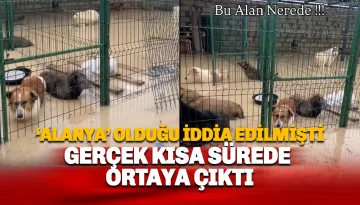 Alanya Demirtaş Barınağı İddiaları Asılsız Çıktı: İşte görüntülerin kaynağı