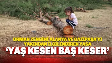 Alanya ve Gazipaşa Ormanlarında 'Kesim' Cezası: Gözler Yeni Yasada