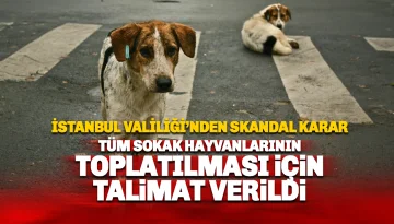 İstanbul Valiliği'nden Kritik Talimat: Sokak Köpekleri Toplanacak