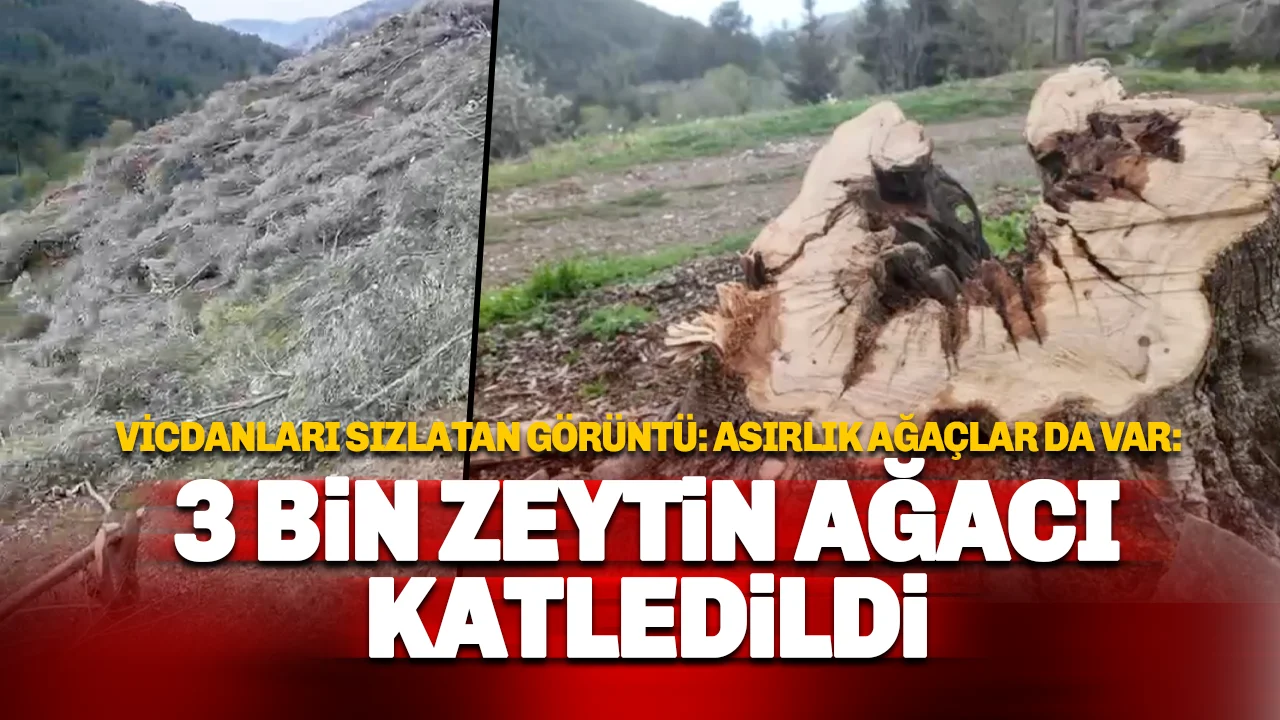 Zeytin Ağacı Katliamı İddiası: 3 Bin Asırlık Ağaçlar Kesildi!