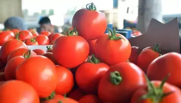 Alanya Hali'nde Fiyatlar Cep Yakıyor: Domates 70 TL ile Zirvede!