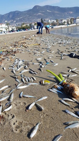 Alanya'da Korkutan Manzara: İşte Türkiye'de gündem olan görüntüler