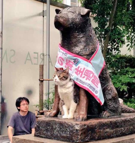 Hachiko hakkında kulaktan kulağa yayılan söylenti: Onun ruhu geri geldi!