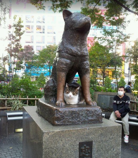 Hachiko hakkında kulaktan kulağa yayılan söylenti: Onun ruhu geri geldi!