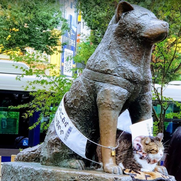 Hachiko hakkında kulaktan kulağa yayılan söylenti: Onun ruhu geri geldi!