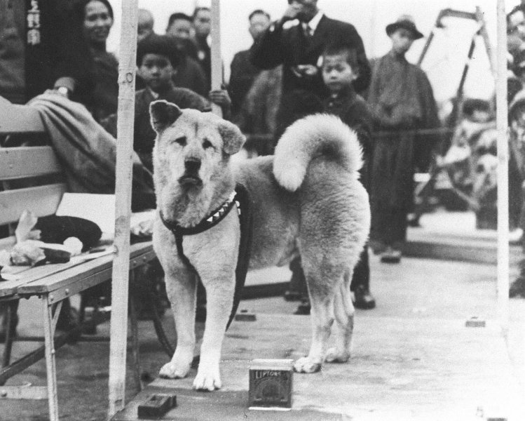 Hachiko hakkında kulaktan kulağa yayılan söylenti: Onun ruhu geri geldi!