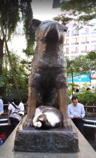 Hachiko hakkında kulaktan kulağa yayılan söylenti: Onun ruhu geri geldi!