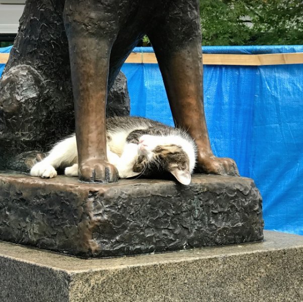 Hachiko hakkında kulaktan kulağa yayılan söylenti: Onun ruhu geri geldi!