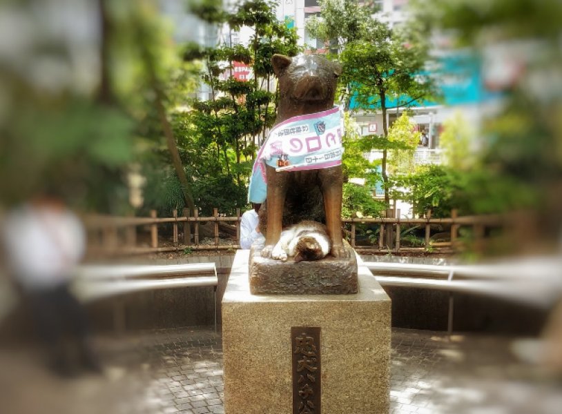 Hachiko hakkında kulaktan kulağa yayılan söylenti: Onun ruhu geri geldi!