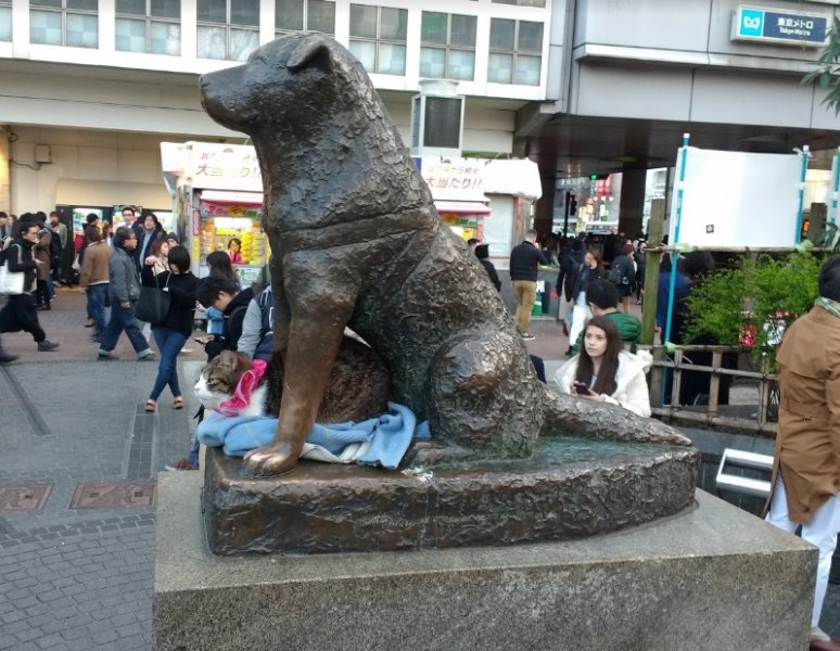 Hachiko hakkında kulaktan kulağa yayılan söylenti: Onun ruhu geri geldi!